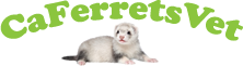 Ca Ferrets Vet